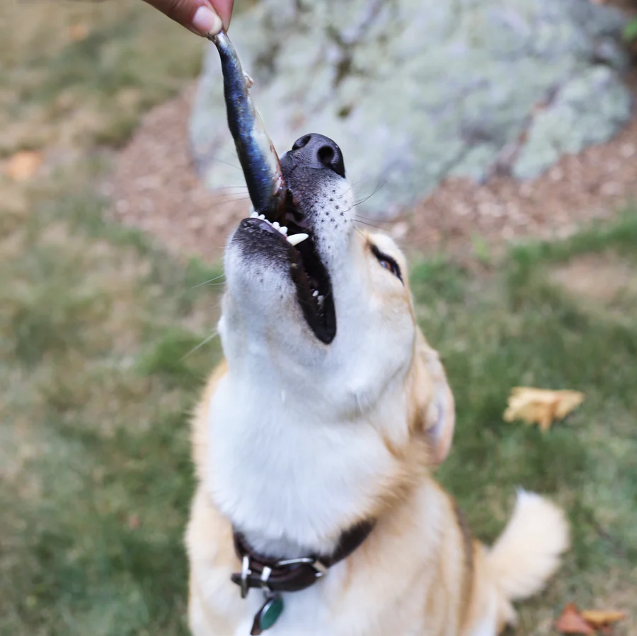 Oma's Pride Whole Sardines - Image 7